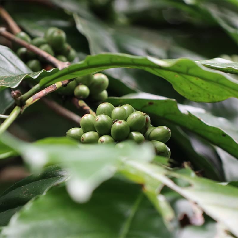 Yeşil Fasulye Çeşitleri